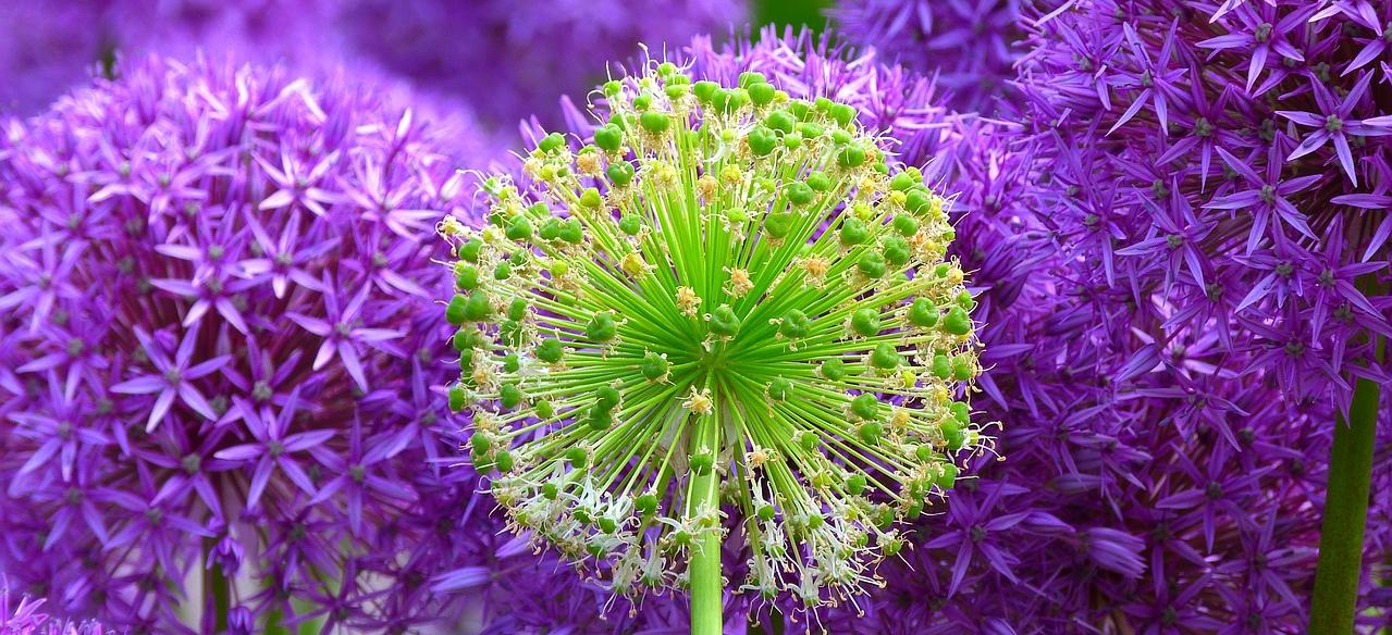 En grön allium bland lila allium.