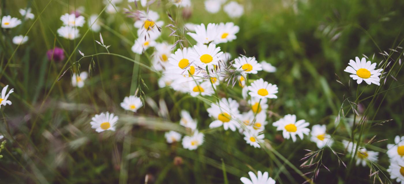 blomsteräng