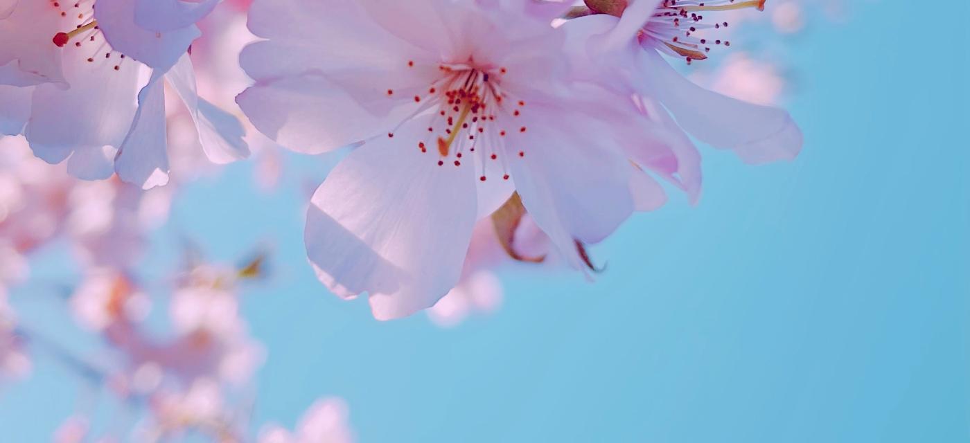 blommor mot blå himmel